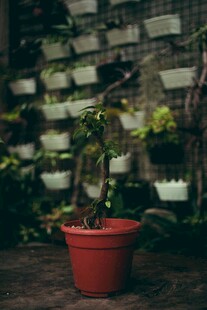 红盆绿植 营造自然小角落