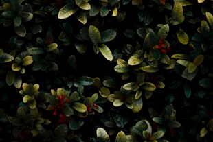 绿叶丛中点点红