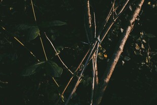 交错的植物枝干