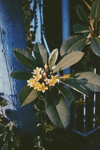 枝头绽放的黄色花朵