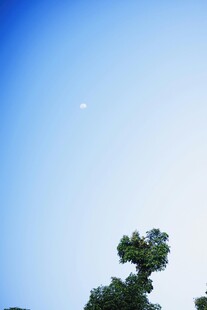 蓝天绿树间的朦胧月亮