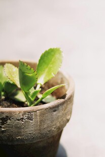 陶盆中嫩绿的新生植物