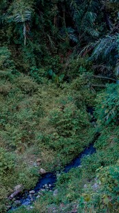 山间幽溪穿茂林