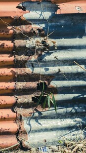 老旧台阶上的绿植生机