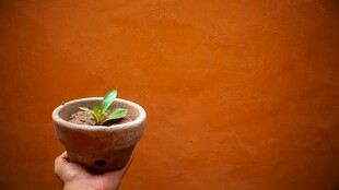 手捧绿植小盆栽