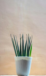 白色花盆中的翠绿植物