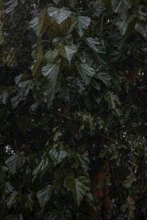 茂密绿叶植物景象