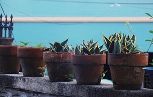 海边陶罐中的多肉植物