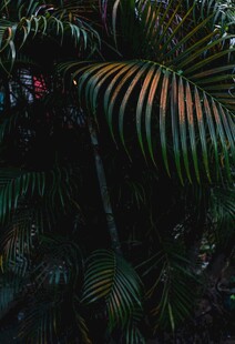 热带棕榈叶特写