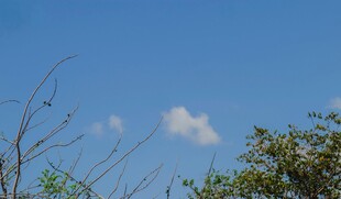 蓝天绿树间的悠悠白云