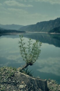 湖畔孤枝 静享自然之美