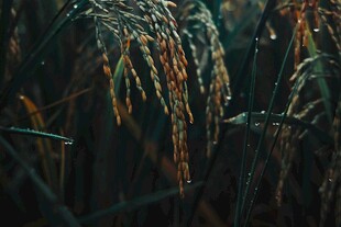 金黄饱满的成熟稻穗