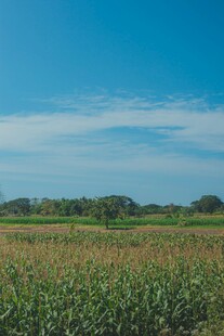 广阔玉米田 蓝天伴绿野