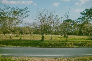 湖畔绿意盎然的自然风光