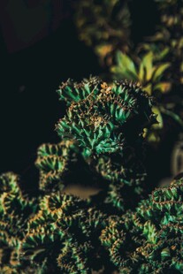 翠绿多肉植物特写