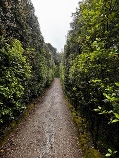 林间小径 绿意盎然
