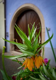 蓝墙前的多彩绿植花卉