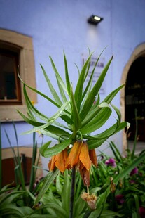 蓝墙下绽放的橘色贝母花