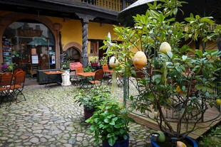 庭院绿植环绕的闲适角落