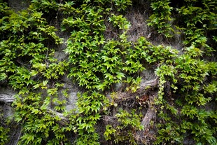 翠绿藤蔓覆盖的古朴墙面