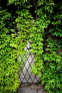 藤蔓缠绕的铁艺小门