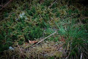 野外丛生的多样绿色植物