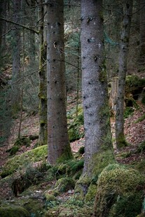 森林中的苔藓覆盖树木