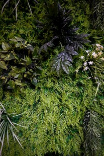 绿意盎然的植物景观