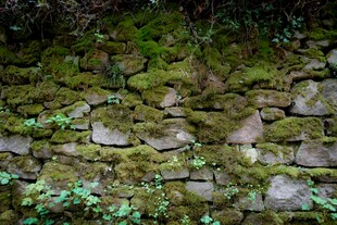 长满青苔的古朴石墙