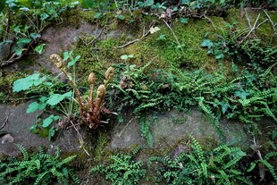 地面上的多样绿色植物