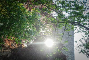 林间阳光穿透枝叶美景