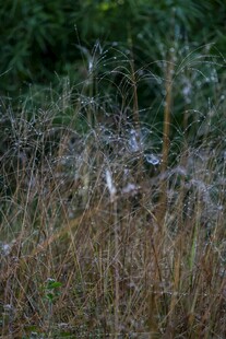 草丛中的白色蛛网