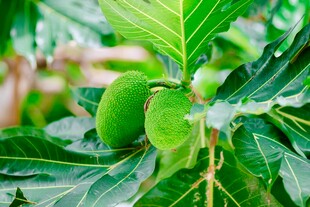 枝头鲜嫩青果 绿叶相伴