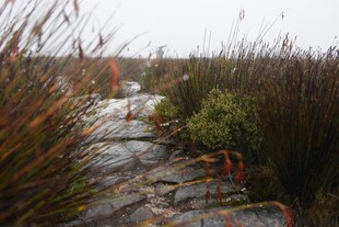 湿地中的石板小径