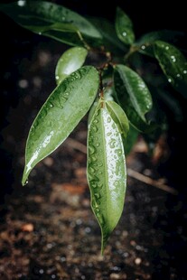 带水珠的翠绿叶片