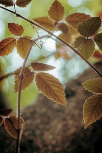 阳光下的绚丽枝叶