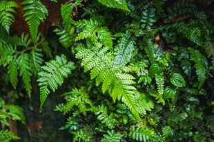 翠绿蕨类植物叶片特写