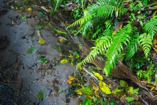 林间蕨类植物与落叶景象