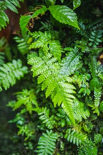 翠绿蕨类植物特写