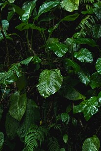 茂密翠绿的植物叶片