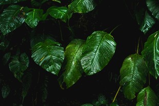 深绿心形叶片特写