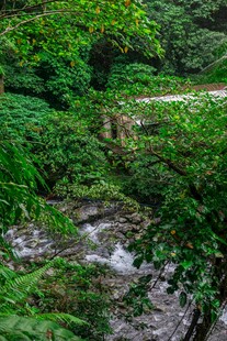 山间溪流穿林而过