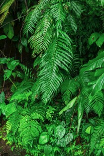 繁茂绿植 展现自然生机