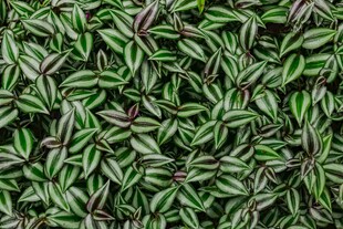 翠绿带紫边的植物叶片