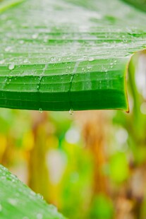 带水珠的翠绿叶片