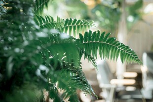 翠绿蕨类叶片特写