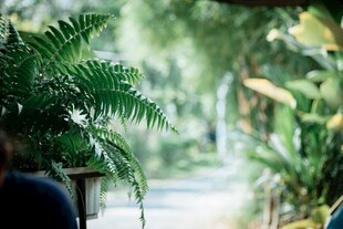 绿意盎然的林间小道