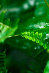 翠绿蕨类叶片特写