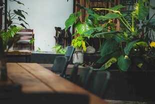 室内绿植装点温馨小角落