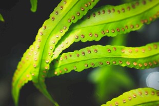 翠绿蕨叶上的晶莹水珠